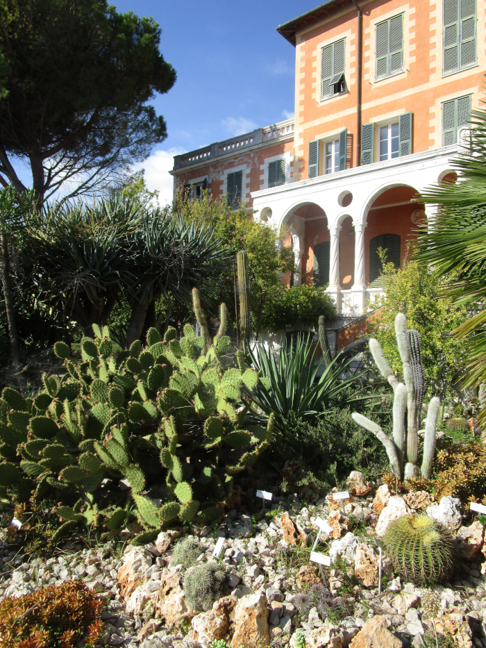 Kakteen vor dem Palazzo Orengo im Botanischen Garten Hanbury